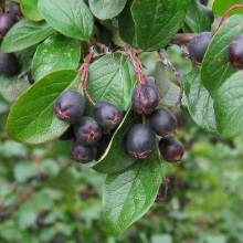 Кизильник чорноплідний (Cotoneaster melanocarpus)