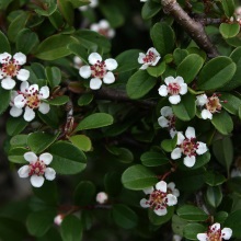 Кизильник чорноплідний (Cotoneaster melanocarpus)