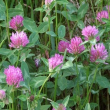 Конюшина лучна, червона (Trifolium pratense)