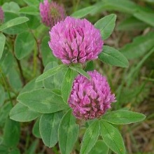 Конюшина лучна, червона (Trifolium pratense)
