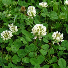 Конюшина повзуча або біла (Trifolium repens)