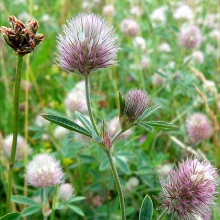 Конюшина рілла або котяча (Trifolium arvense)