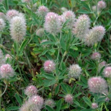 Конюшина рілла або котяча (Trifolium arvense)