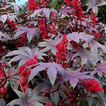Кліщовина звичайна (Ricinus communis)