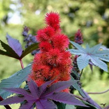Кліщовина звичайна (Ricinus communis)