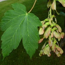 Клен білий або ложноплатановий (Acer pseudoplatanus)