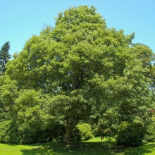 Клен білий або ложноплатановий (Acer pseudoplatanus)