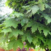 Клен гостролистий або платаноподібний (Acer platanoides)