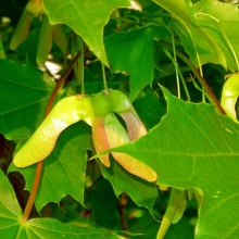 Клен гостролистий або платаноподібний (Acer platanoides)