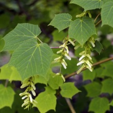 Клен зеленокорий (Acer tegmentosum)