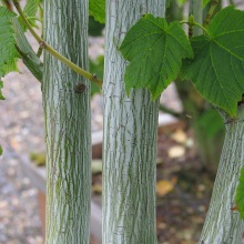 Клен зеленокорий (Acer tegmentosum)