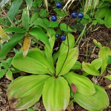 Клінтонія удська (Clintonia udens)