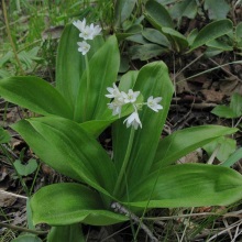 Клінтонія удська (Clintonia udens)