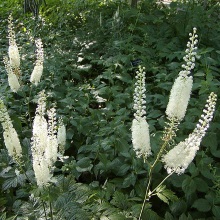 Клопогон борщівколистий (Cimicifuga heracleifolia)
