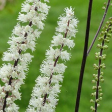 Клопогон кистевидний (Cimicifuga racemosa)