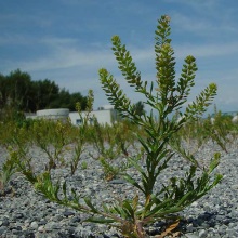 Клопівник сміттєвий (Lepidium ruderale)