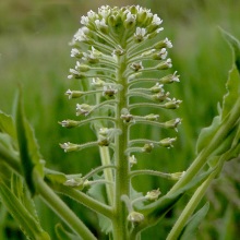 Клопівник польовий (Lepidium campestre)