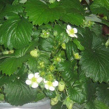 Суниця зелена (Fragaria viridis)