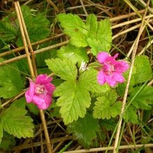 Княженика арктична (Rubus arcticus)