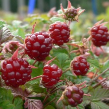 Княженика арктична (Rubus arcticus)