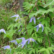 Княжик охотський (Atragene ochotensis)