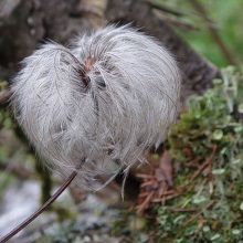 Княжик сибірський (Atragene sibirica)