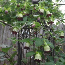 Кодонопсис ланцетний (Codonopsis lanceolata)