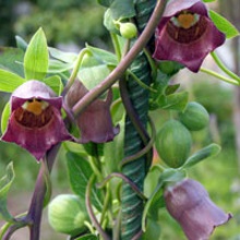 Кодонопсис ланцетний (Codonopsis lanceolata)