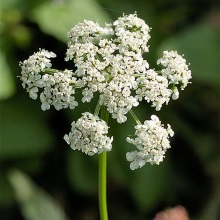 Кокориш звичайний (Aethusa cynapium)