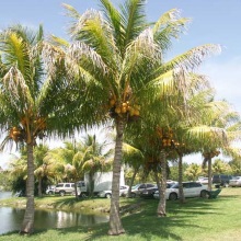 Кокосова пальма (Cocos nucifera)