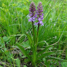 Гімнадіння комарникова або Кокушник (Gymnadenia conopsea)