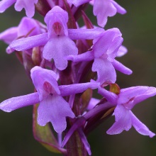 Гімнадіння комарникова або Кокушник (Gymnadenia conopsea)