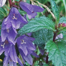 Дзвіночок кропив'яний (Campanula Trachelium)