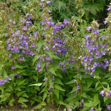 Дзвіночок кропив'яний (Campanula Trachelium)