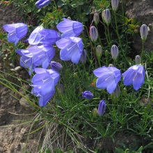 Дзвіночок круглистий (Campanula rotundifolia)