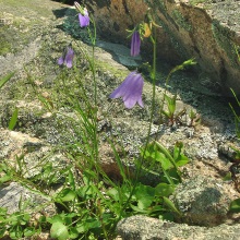 Дзвіночок круглистий (Campanula rotundifolia)