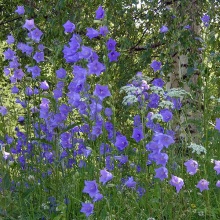 Дзвіночок персиколистний (Campanula persicifolia)