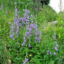 Дзвіночок рапунцелеподібний, або ріпчастоподібний (Campanula rapunculoides)