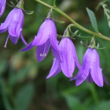 Дзвіночок рапунцелеподібний, або ріпчастоподібний (Campanula rapunculoides)