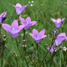 Дзвінок розлогий (Campanula patula)