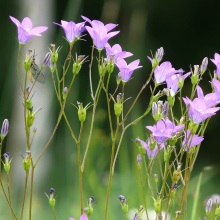Дзвінок розлогий (Campanula patula)