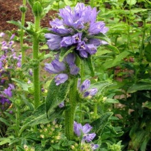 Дзвіночок жорстковолосий (Campanula cervicaria)