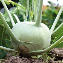 Кольрабі (Brassica oleracea)