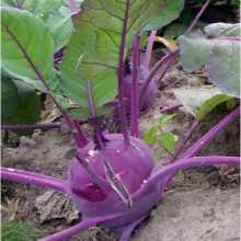 Кольрабі (Brassica oleracea)