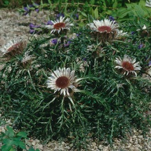 Колючник безстебельний (Carlina acaulis)