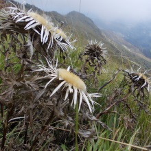 Колючник безстебельний (Carlina acaulis)