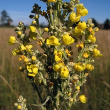 Коров'як борошнистий (Verbascum lychnitis)