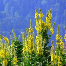 Коров'як борошнистий (Verbascum lychnitis)