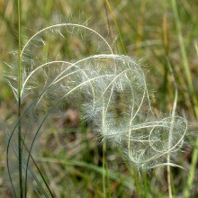 Ковил перистий (Stipa pennata)