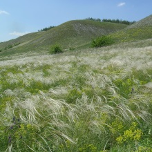 Ковил перистий (Stipa pennata)